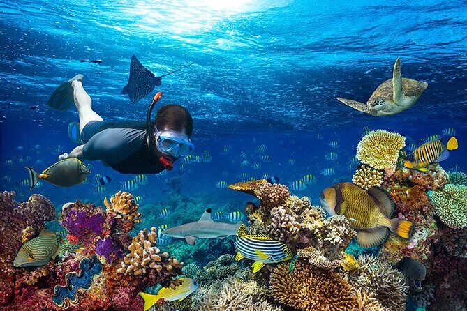 1 Hour Private Snorkeling Activity In Montego Bay - Why One-Hour Private Snorkeling Works So Well in Montego Bay