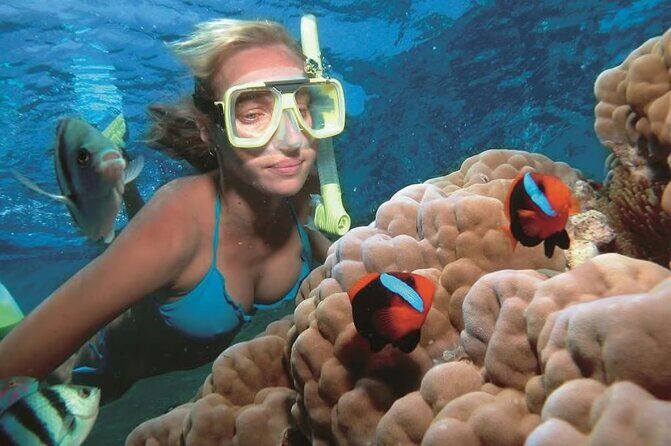 1 Hour Private Snorkeling Activity In Montego Bay - Private Ride Out to the Reef, Then a Shared Water Zone