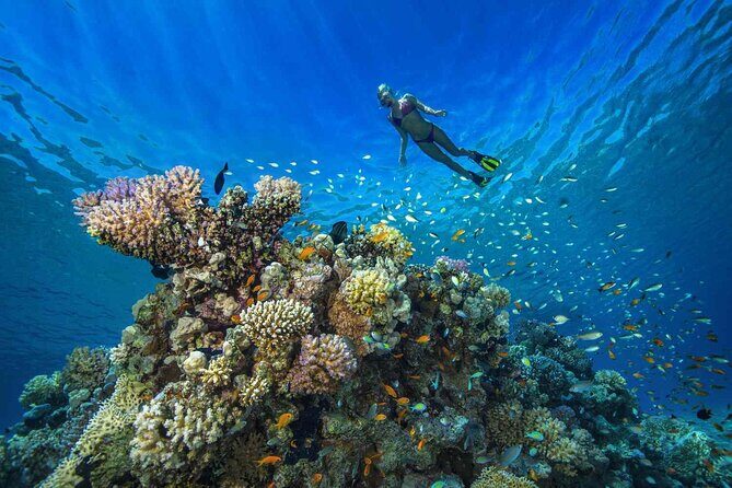 1 Hour Private Snorkeling Activity In Montego Bay - Pickup in an Air-Conditioned Vehicle: Less Waiting, More Water Time