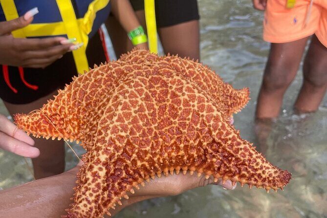 Adventurous-Snorkeling With Sightseeing of Montego Bay - Weather and Timing: The One Real Logistics Risk