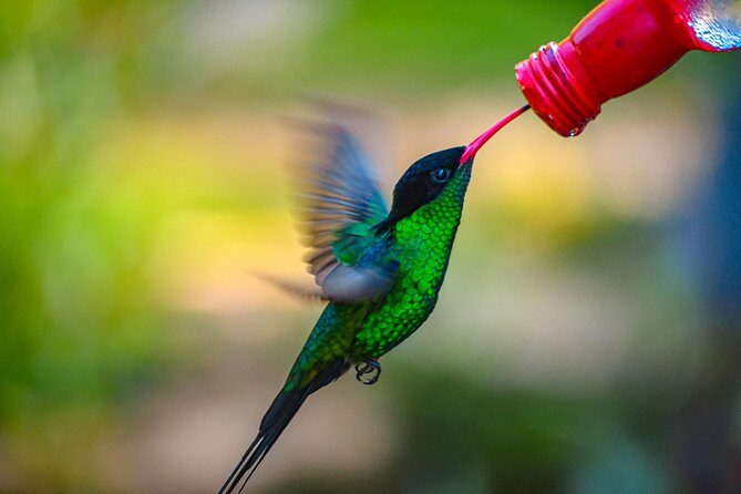 Ahhh Ras Natango Gallery and Garden Private Transfer - The garden walk: hummingbirds, indigenous plants, and those garden levels