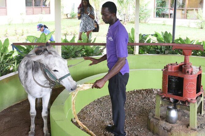 Appleton Estate Rum Factory And YS Falls Inclusive Tours From Montego Bay - Why YS Falls and Appleton Estate pair perfectly