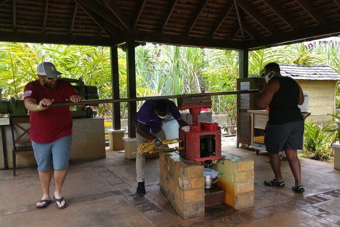 Appleton Estate Rum Tour and Pelican Bar Customize Tour - Southcoast Jamaica Road Trip: three parishes and that long bamboo tunnel