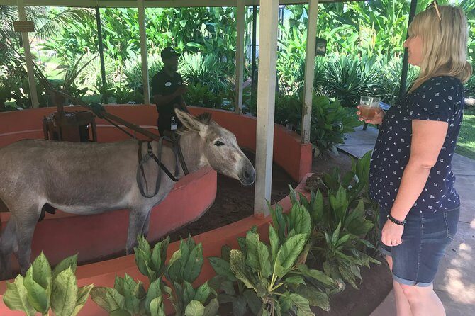 Appleton Rum Factory, Ys Falls, Black River Safari, Floyd’s Pelican Bar - A South Coast day trip that actually feels like a plan