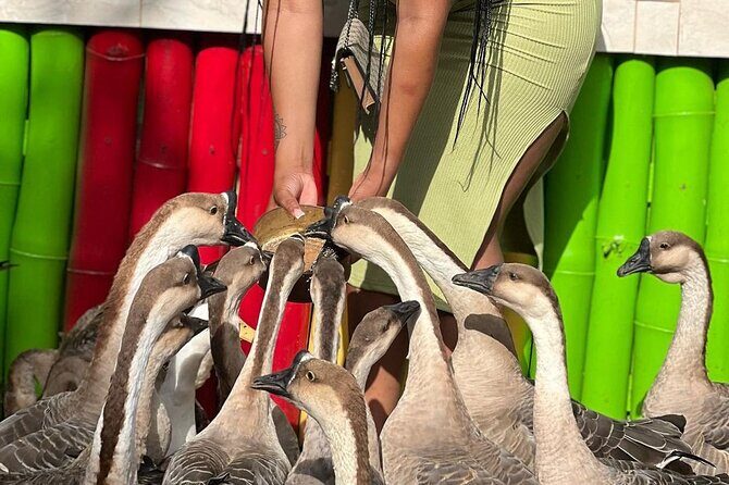 Bird Sanctuary and animal farm Day Tour - Hotel pickup and the Anchovy drive: fast start, minimal stress