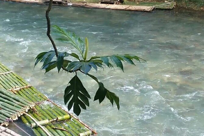 Bird Sanctuary and/or Lethe Bamboo Rafting from Montego Bay - Price and what’s included in the $85.49 per person