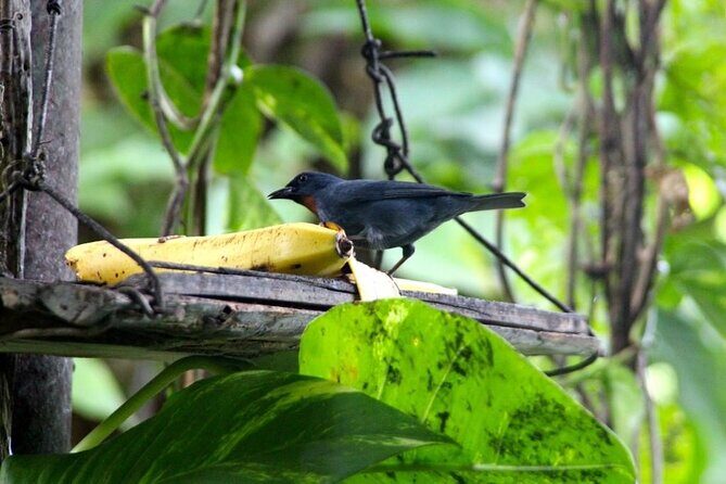 Bird Sanctuary and/or Lethe Bamboo Rafting from Montego Bay - Who should book Bird Sanctuary and Lethe Bamboo Rafting