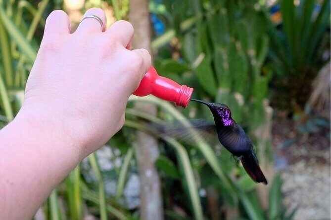 Bird Sanctuary and/or Lethe Bamboo Rafting from Montego Bay - Should you book this from Montego Bay?