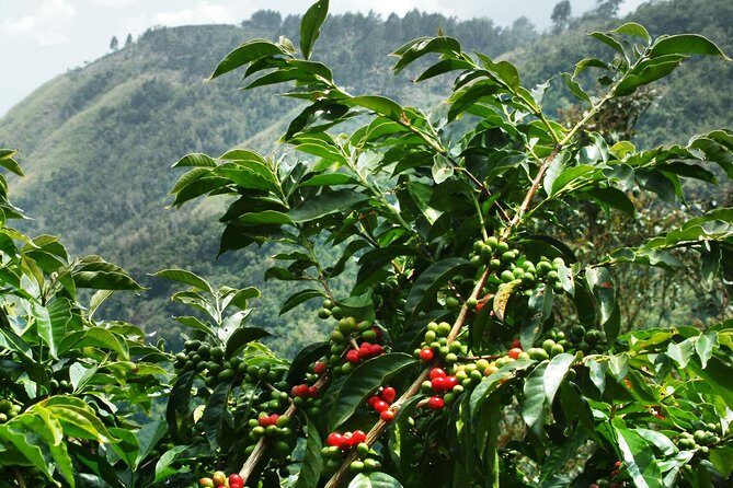 Blue Mountain Coffee and Sightseeing Tour - Key things I’d circle before you book