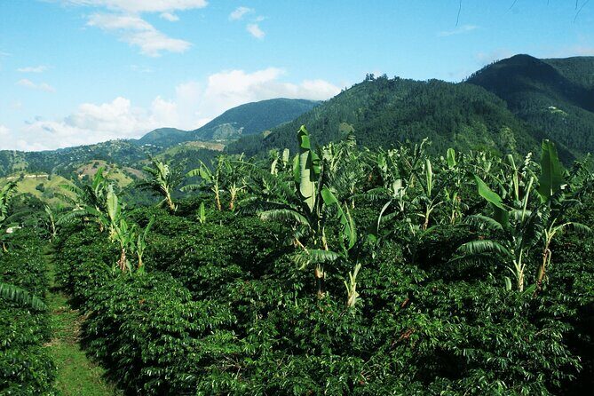 Blue Mountain Coffee, Bob Marley and Art Tour from Montego Bay - Spanish Town and Emancipation Square: a quick stop with real meaning