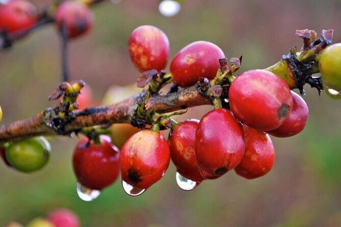 Blue Mountain Coffee, Bob Marley and Art Tour from Montego Bay - Comfort, tickets, and the one thing you should watch closely