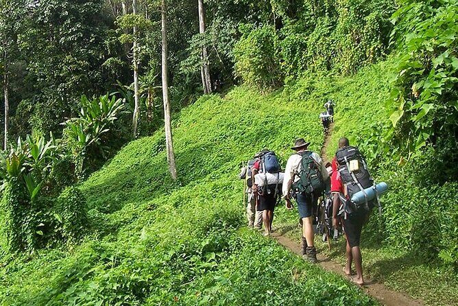 Bush Hiking to explore Wild Plants & Fresh Fruits,Montego Bay - Key things I’d circle before you go