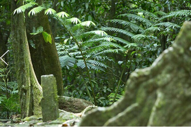 Bush Hiking to explore Wild Plants & Fresh Fruits,Montego Bay - The natural spring waterfall: cool water, jump-in moment, and payoff views