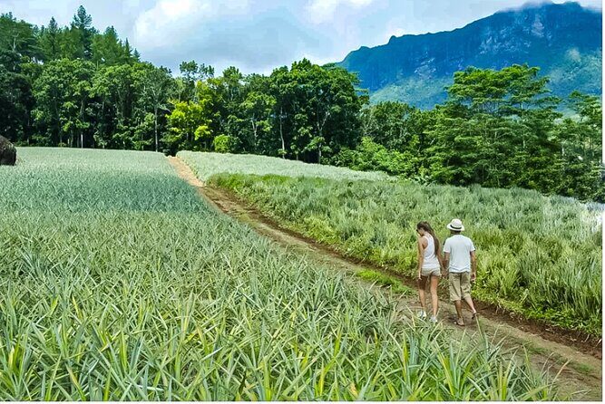 Bush Hiking to explore Wild Plants & Fresh Fruits,Montego Bay - Weather matters: planning around the waterfall
