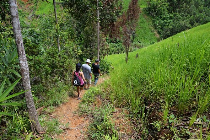 Bush Hiking to explore Wild Plants & Fresh Fruits,Montego Bay - Seasonal fruit and coconut water: the sweet payoff