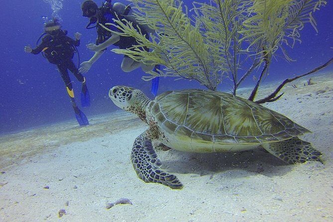 Certified 2-Tank Scuba Diving Tour from Montego Bay - Key things to know before you go