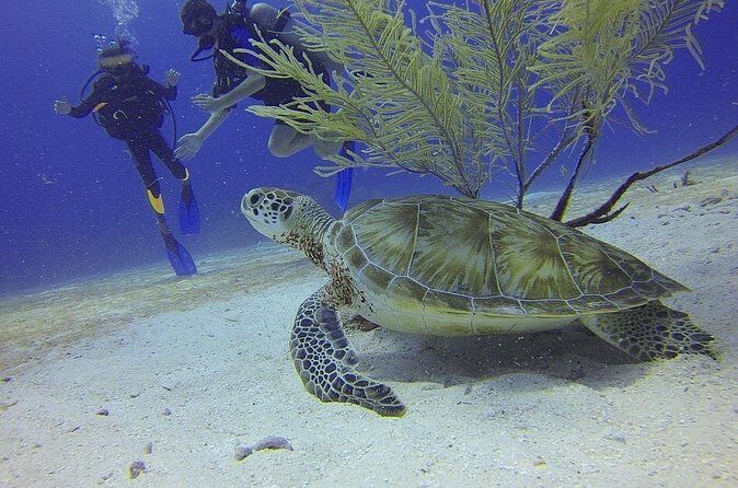 Certified 2-Tank Scuba Diving Tour from Montego Bay - The big idea: two sites, no gear logistics, real guidance