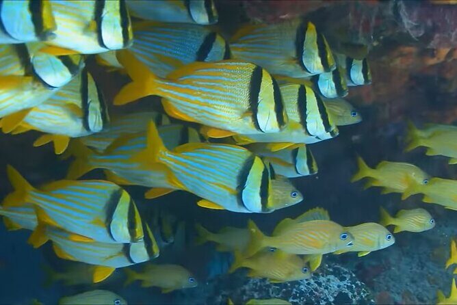 Customize Snorkeling with Option shopping Lunch & Stop local food - Montego Bay reef snorkeling with a small group feel (max 15)