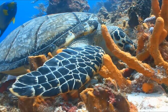 Customize Snorkeling with Option shopping Lunch & Stop local food - Price and value at $65.99: what you’re really paying for