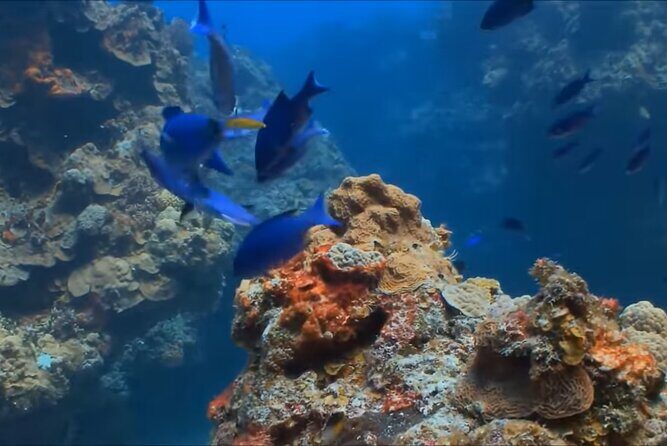 Customize Snorkeling with Option shopping Lunch & Stop local food - Lunch, shopping, and local food stops: how to plan your extra time