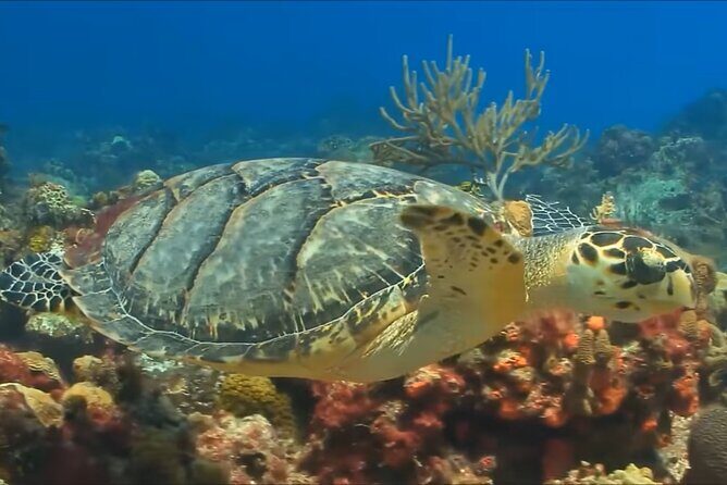 Customize Snorkeling with Option shopping Lunch & Stop local food - Who this snorkeling tour suits best (and who might want a different style)