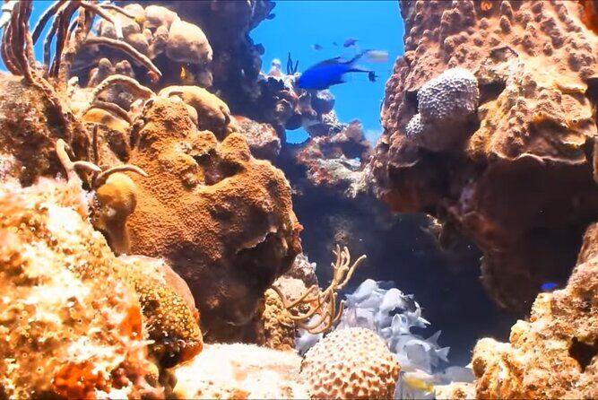 Customize Snorkeling with Option shopping Lunch & Stop local food - Pickup from your hotel lobby and an AC ride that keeps it simple