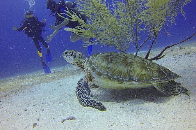 Discover Scuba Diving in Montego Bay - The First Phase: Controlled Practice That Actually Builds Confidence