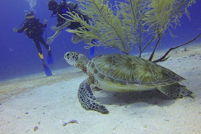 Discover Scuba Diving in Montego Bay - Where You Meet and How Transportation Works