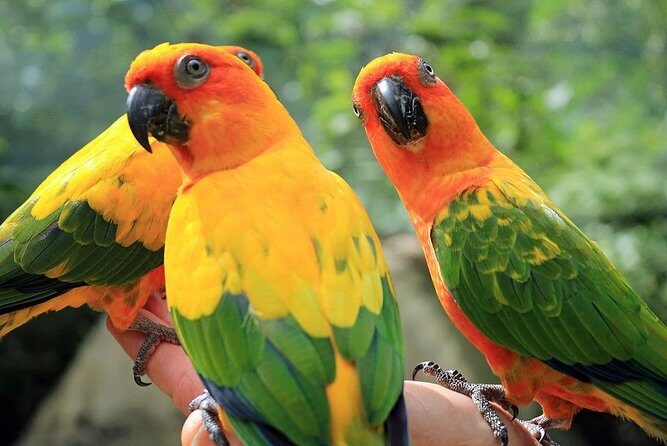 Eco Explorers Waterfall, Rainforest, local Shopping with lunch - Key Things That Make This Tour Worth Your Time
