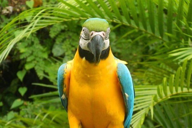 Eco Explorers Waterfall, Rainforest, local Shopping with lunch - How the 4-Hour Schedule Fits Ocho Rios (Without Wasting Your Day)