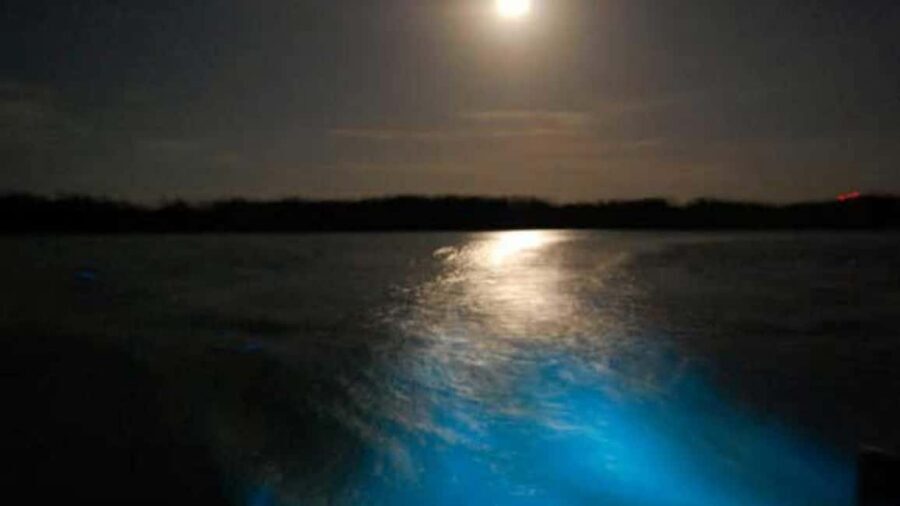 From Montego Bay: Luminous Lagoon Nighttime Boat Tour - Key things that make this tour worth your night
