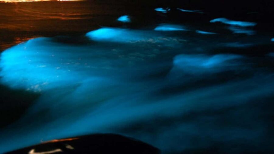 From Montego Bay: Luminous Lagoon Nighttime Boat Tour - Who should book this luminous lagoon tour, and who should skip it
