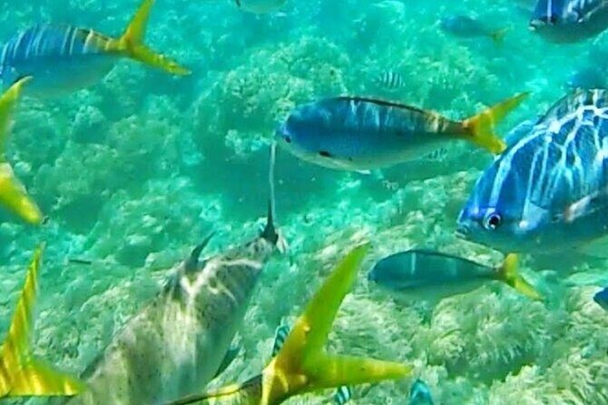 Glass Bottom Boat Water Activity in Montego Bay Jamaica - Montego Bay Glass-Bottom Boat: What You’re Really Paying For