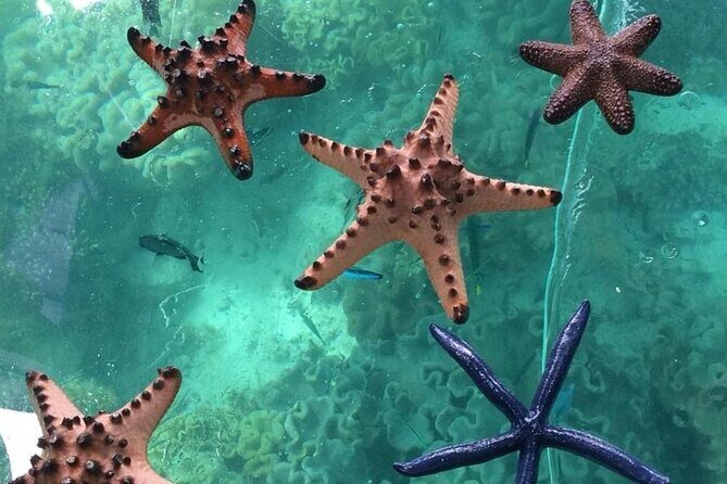 Glass Bottom Boat Water Activity in Montego Bay Jamaica - Pickup, WiFi, and Bottled Water: Small Comforts That Matter