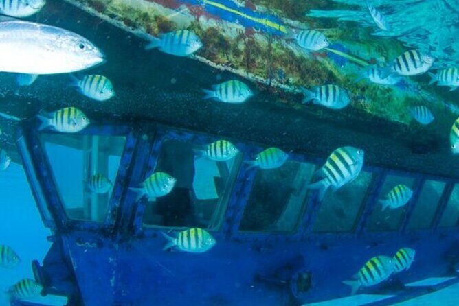Glass Bottom Boat Water Activity in Montego Bay Jamaica - On Board With Capt Dan and Trey: The Fun Facts Part