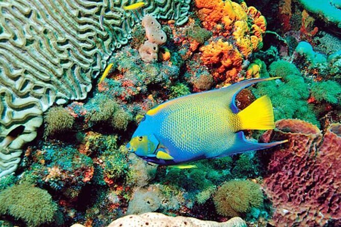 Glass Bottom Boat Water Activity in Montego Bay Jamaica - Price and Value: Is $90 Worth It?