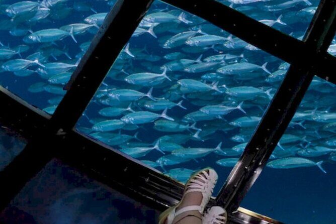 Glass Bottom Boat Water Activity in Montego Bay Jamaica - Who This Tour Fits Best (and Who Might Want Something Else)
