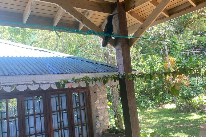 Great River Bamboo Rafting and Bird Sanctuary Combine Tour From Montego Bay - Who this tour is best for (and who should pass)
