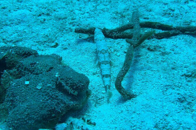 Guided Snorkeling at the Anchor and Cannon Reef in Negril - Seven Mile Beach cruise: 15 minutes of coastline eye candy