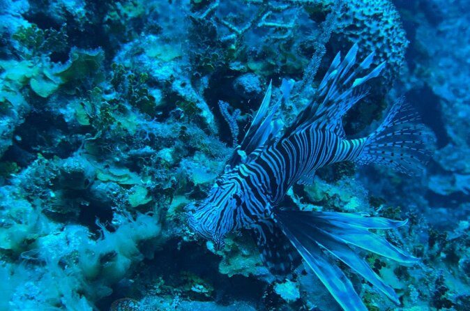 Guided Snorkeling at the Anchor and Cannon Reef in Negril - Guided snorkeling at Anchor & Cannon Reef: what happens in the 45 minutes
