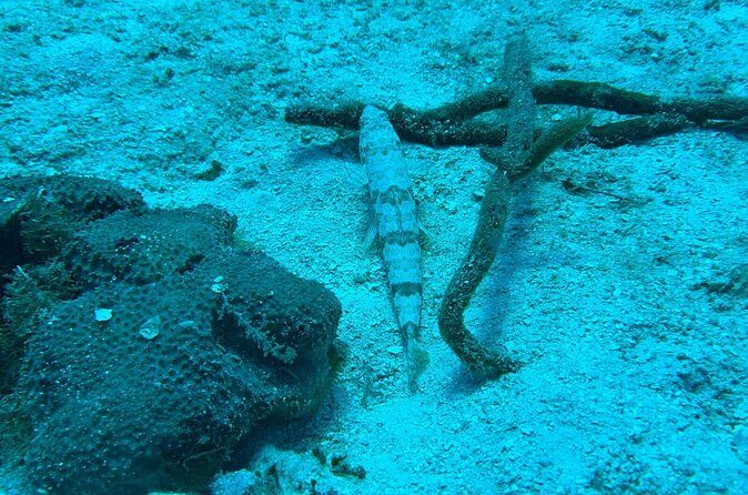 Guided Snorkeling at the Anchor and Cannon Reef in Negril - What’s included (and what you’ll need to plan for)