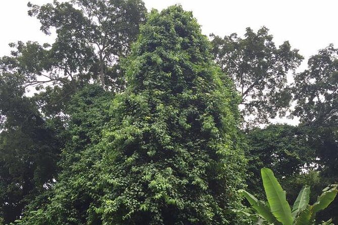 Half-Day Martha Brae River Rafting Tour from Ocho Rios - How the timing fits a cruise day (and why 5 hours matters)