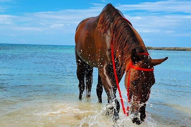 Horseback Ride and Swim Jamaica - Horses and Guides: Safety, Horse Health, and First-Timer Comfort