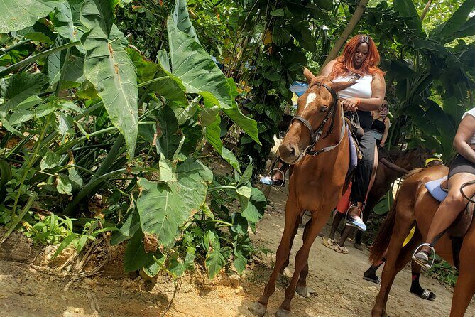 Horseback 'Ride N Swim' & Dunns River Falls from Montego Bay - Montego Bay pickup and the comfort factor that saves your day