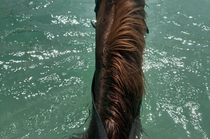 Horseback Riding In The Ocean from Montego Bay Private Transfer - Price and Value: Is $110 Per Person Fair for This Setup?