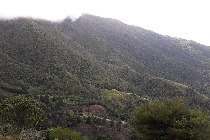 Jamaica Blue Mountain Guided Nature Tour - Guide style in practice: Jackson, Marlon, and the value of local context