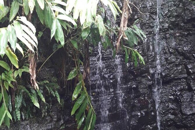Jamaica Blue Mountain Guided Nature Tour - What to bring for Blue Mountain hiking comfort