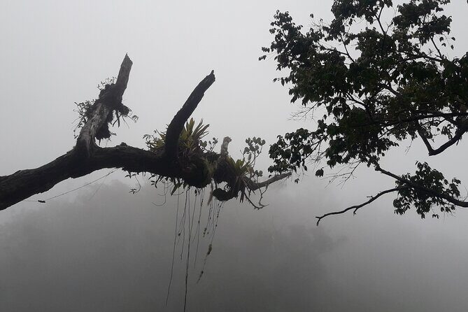 Jamaica Blue Mountain Guided Nature Tour - Who should book this Blue Mountains day trip?
