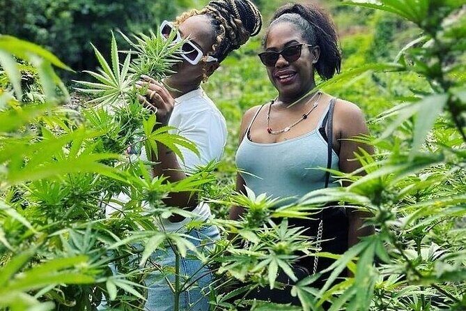 Jamaica Farm Private Dispensary Tour Montego Bay - Key highlights you’ll care about