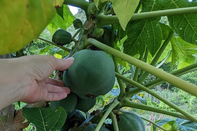 Jamaican Roots Tropical Farm Tour - Taste & Explore (Negril) 2hr - Taste time: juice smoothie and a Jamaican fruit plate with a view